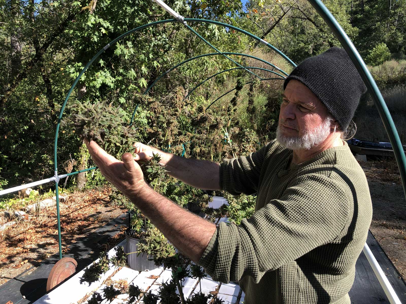 a Ganjier Guild member in a greenhouse