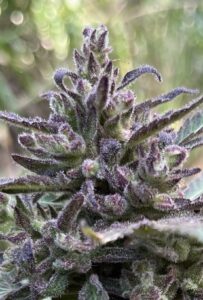 Terry Haggerty’s Legacy Cannabis Genetics
