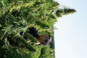 caleb chen cannabis stewardship champion looking at landraces picture by robert connell clarke