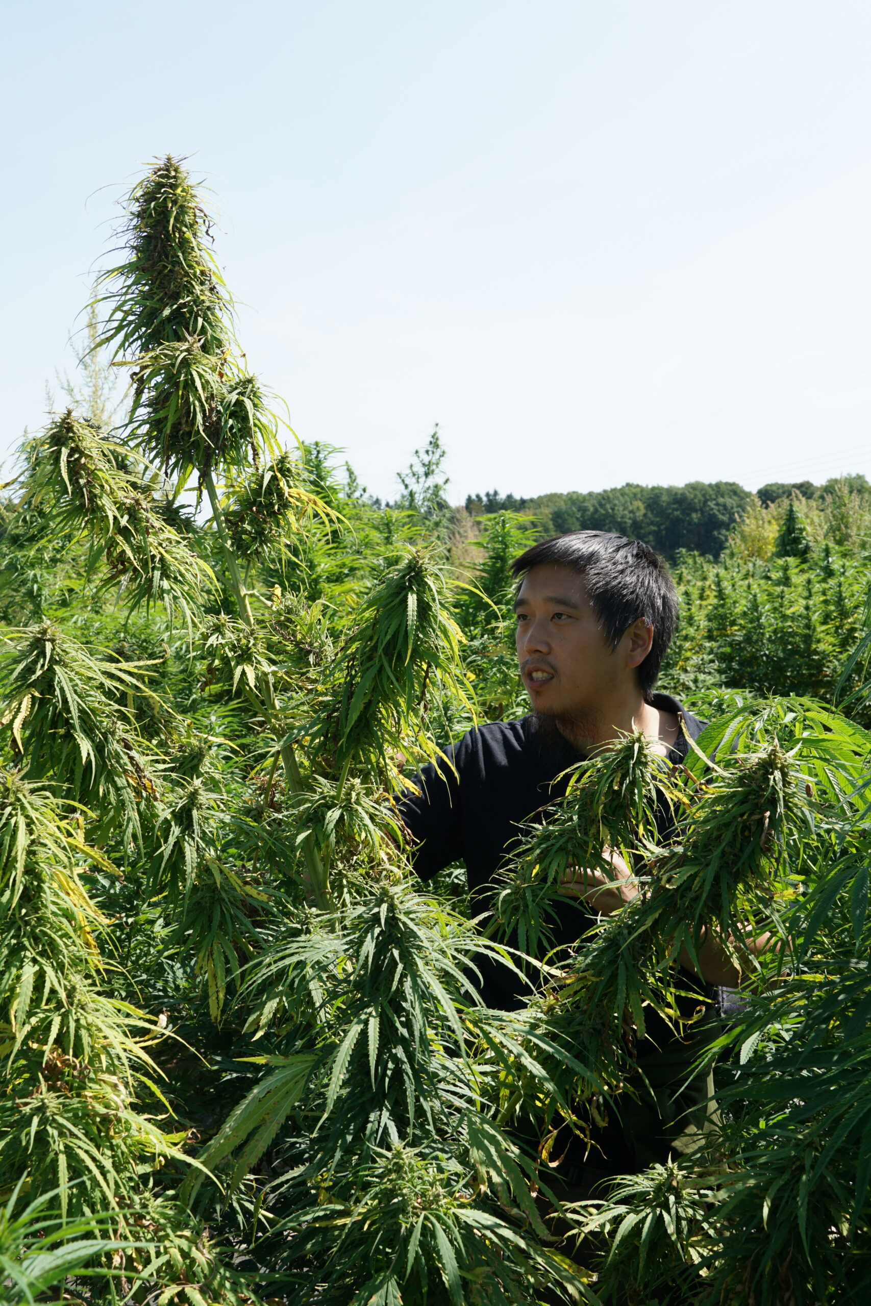 caleb chen cannabis stewardship champion looking at landraces picture by robert connell clarke