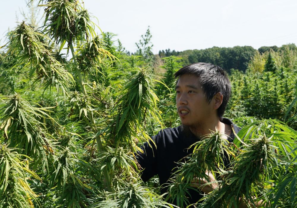caleb chen cannabis stewardship champion looking at landraces picture by robert connell clarke