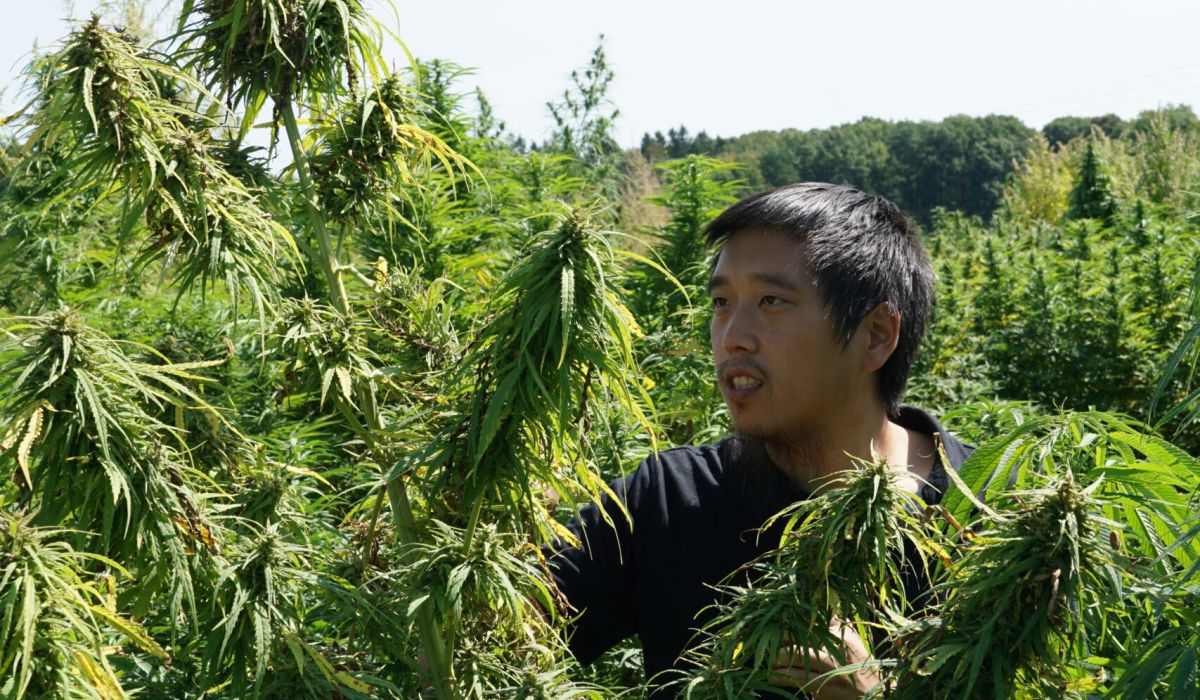caleb chen cannabis stewardship champion looking at landraces picture by robert connell clarke